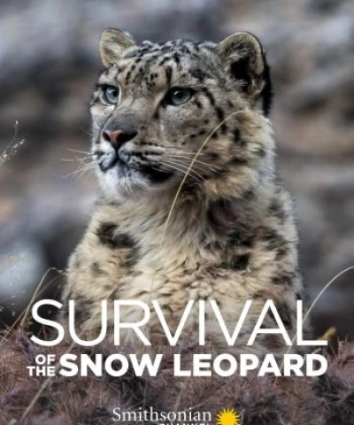 Survival Of The Snow Leopard